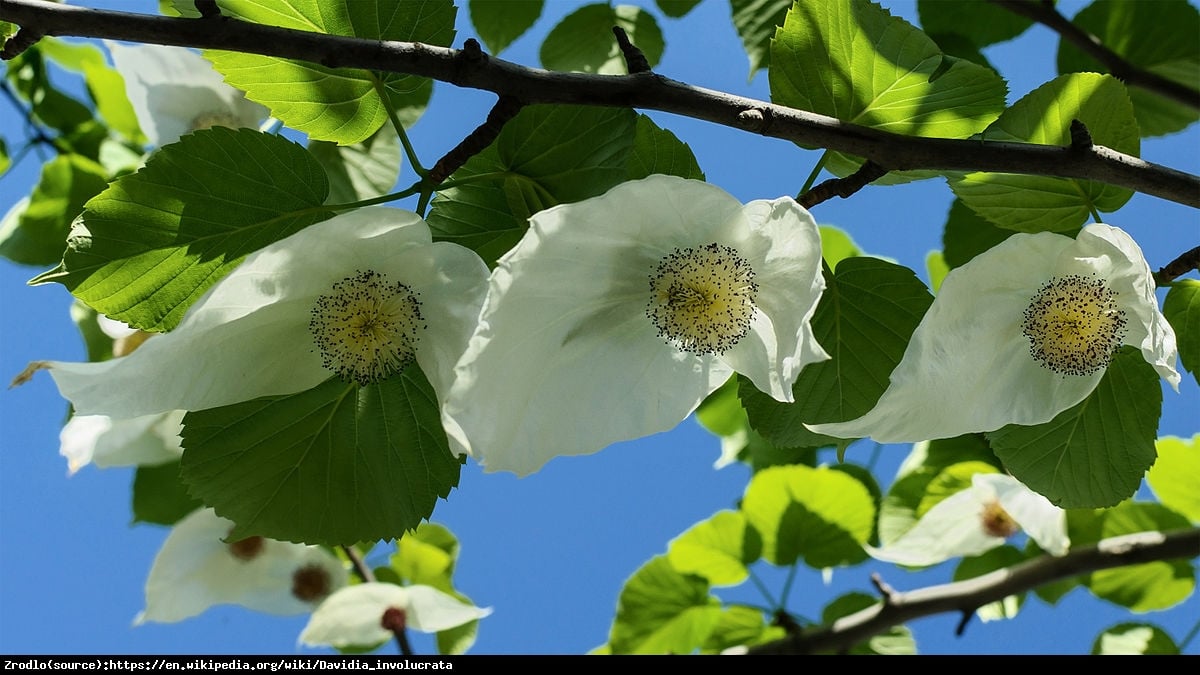 Dawidia chińska odm. Vilmorina -  - Davidia involucrata var. vilmoriniana 