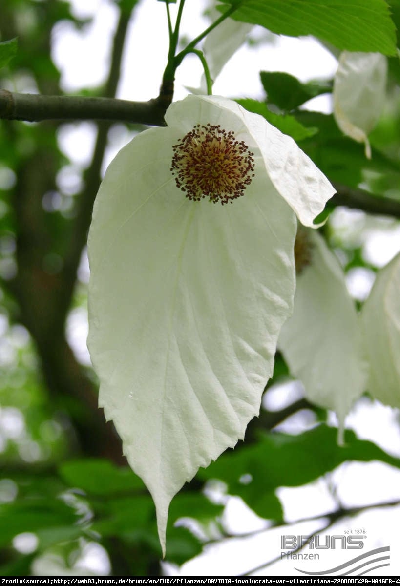 Dawidia chińska odm. Vilmorina -  - Davidia involucrata var. vilmoriniana 