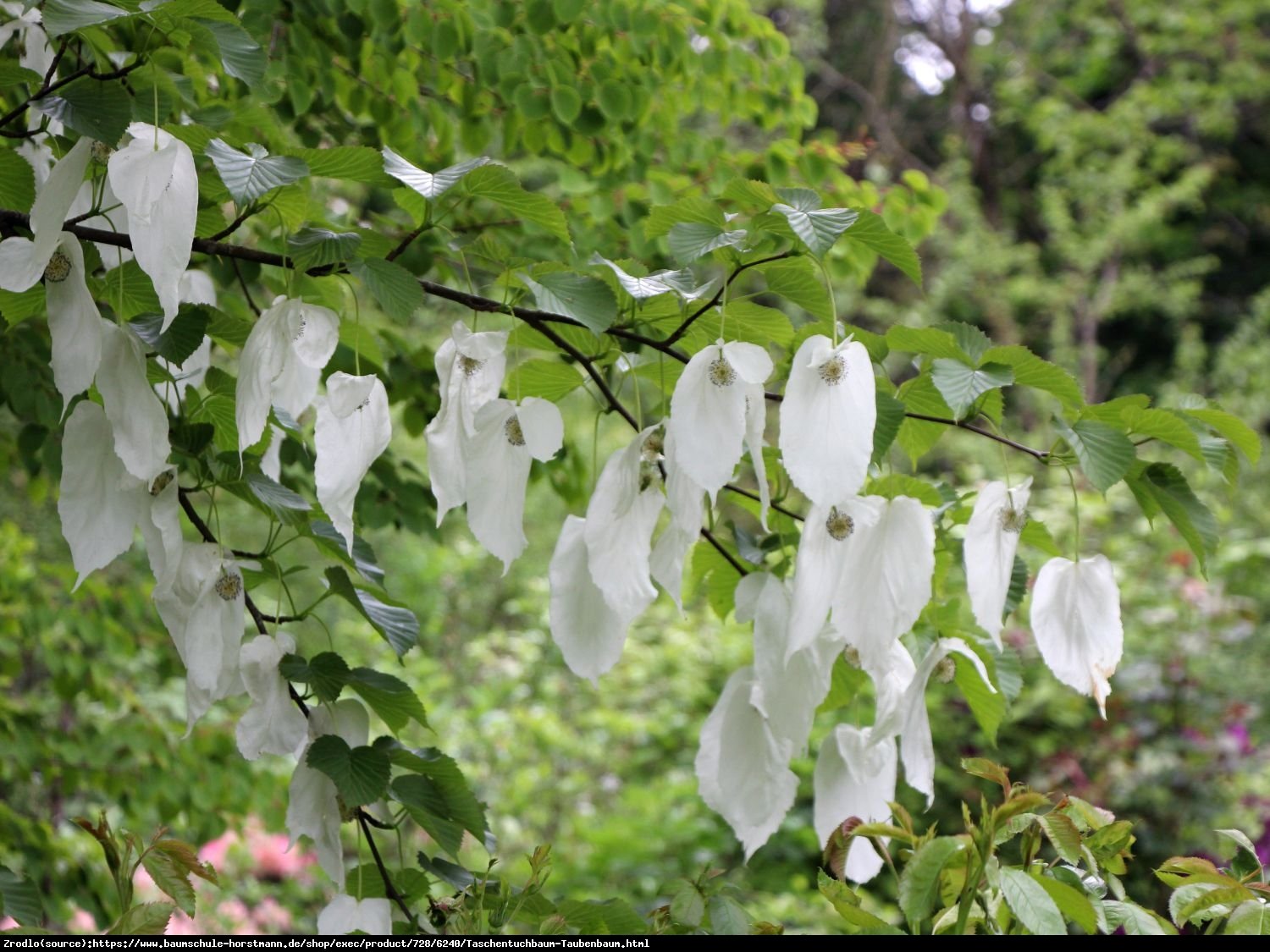 Dawidia chińska odm. Vilmorina -  - Davidia involucrata var. vilmoriniana 