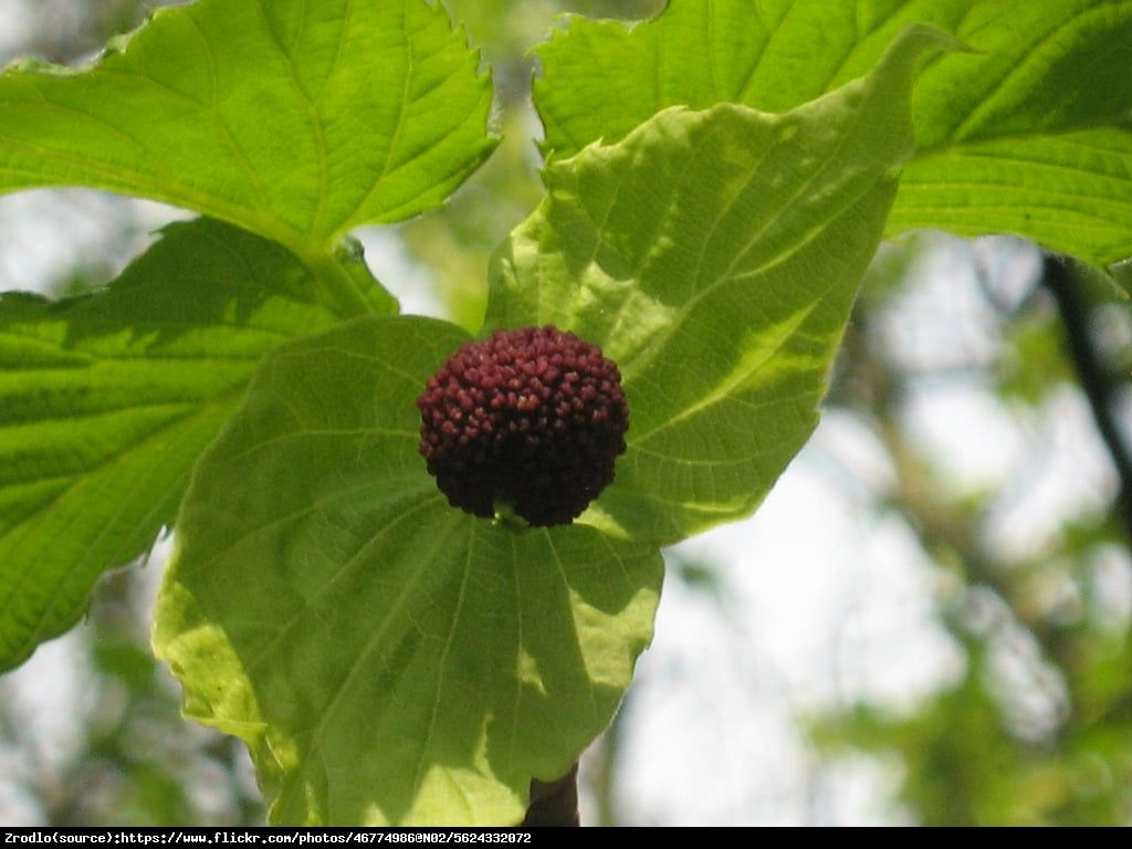 Dawidia chińska odm. Vilmorina -  - Davidia involucrata var. vilmoriniana 