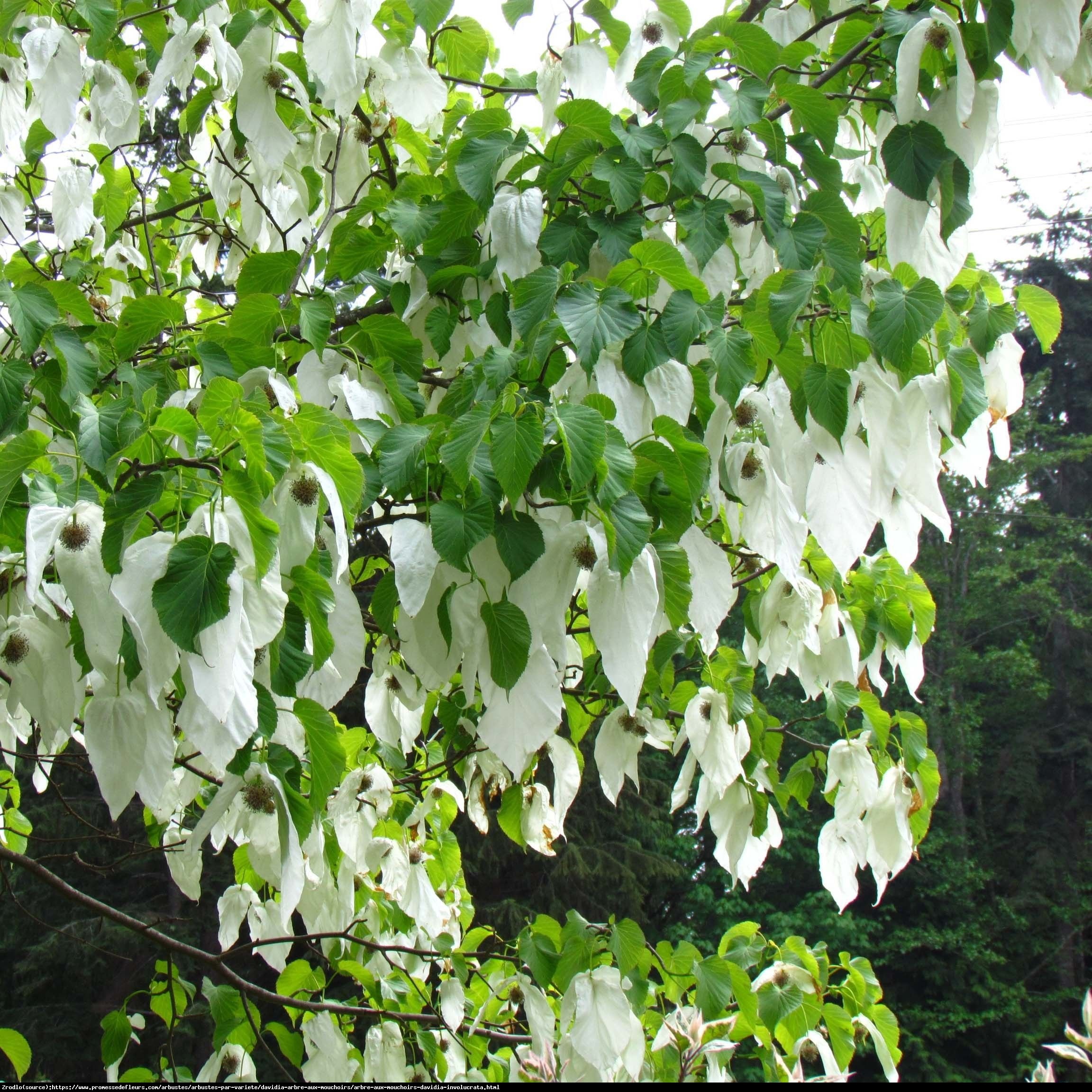 Dawidia chińska odm. Vilmorina -  - Davidia involucrata var. vilmoriniana 