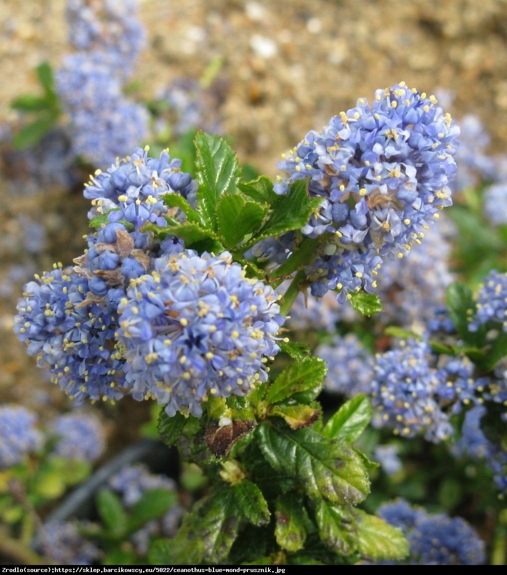 Prusznik Blue Mond - Ceanothus Blue Mond