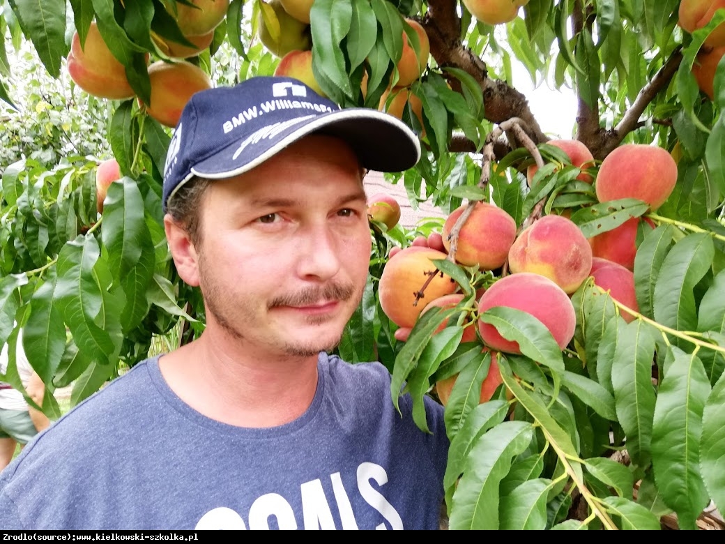 Brzoskwinia Harnaś - SOCZYSTA, DOBRZE ODCHODZI OD PESTKI - Prunus persica HARNAŚ