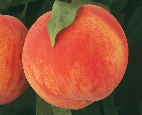 Brzoskwinia Madison - MROZOODPORNA, WYŚMIENITY SMAK - Prunus persica MADISON