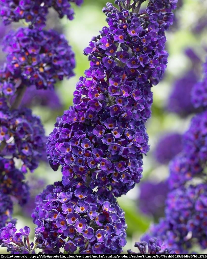 Budleja Dawida  Black Knight  - Buddleja davidii  Black Knight 