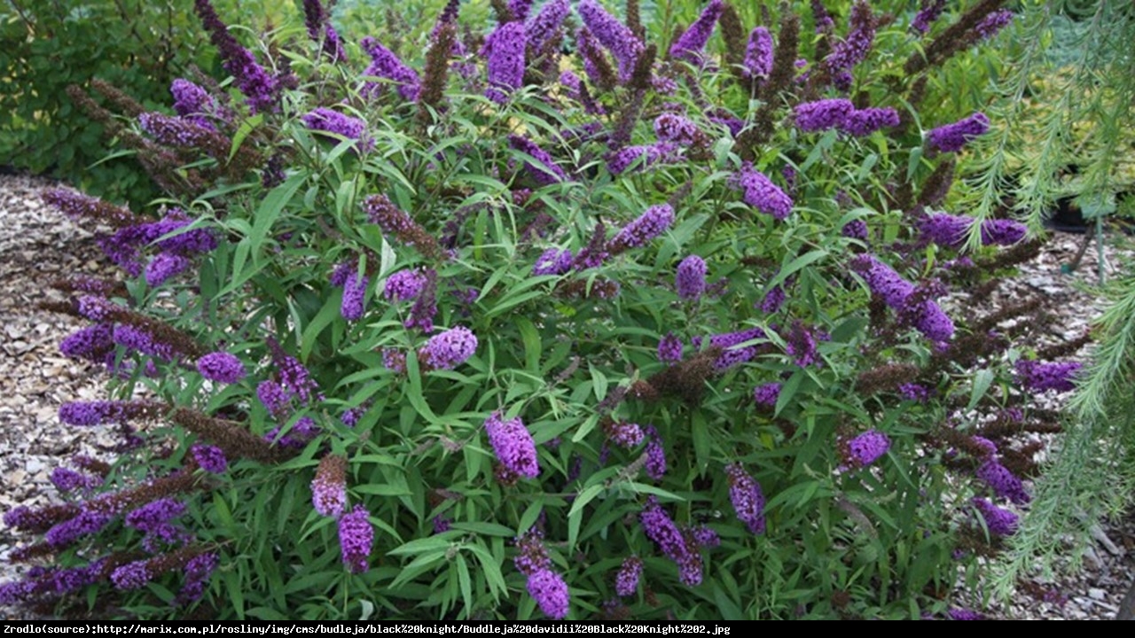 Budleja Dawida  Black Knight  - Buddleja davidii  Black Knight 