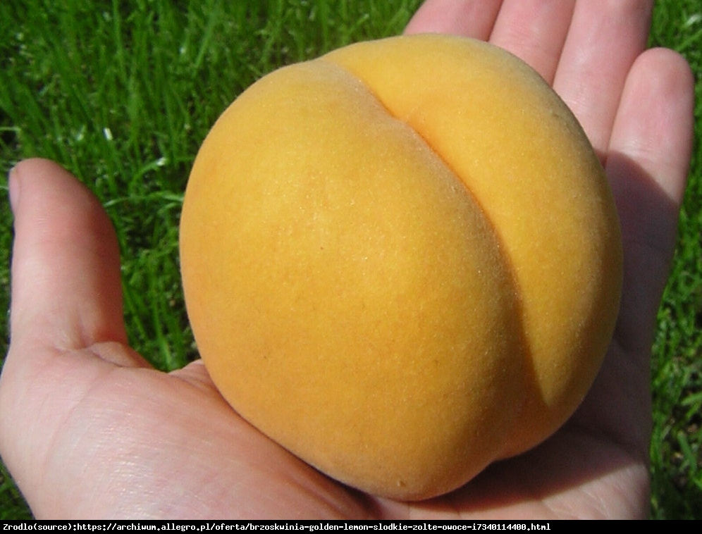 Brzoskwinia Golden Lemon- WYJĄTKOWY SMAK, ŻÓŁTY, SŁODKI OWOC!!! - Prunus persica GOLDEN LEMON