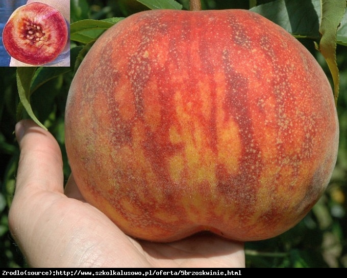 Brzoskwinia Cardinale - GIGANTYCZNY OWOC, ODPORNA - Prunus persica CARDINALE