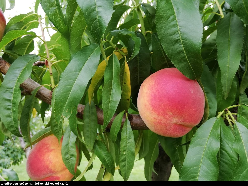 Brzoskwinia Suncrest - NIEZAWODNA, SŁODKA I SOCZYSTA - Prunus persica SUNCREST