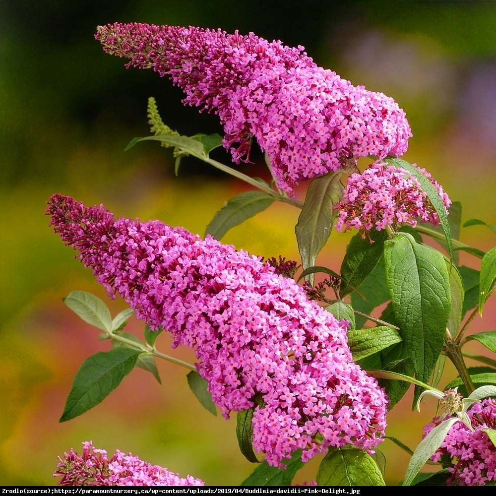 Budleja Dawida  Pink Delight  - Budleja Davidii  Pink Delight  