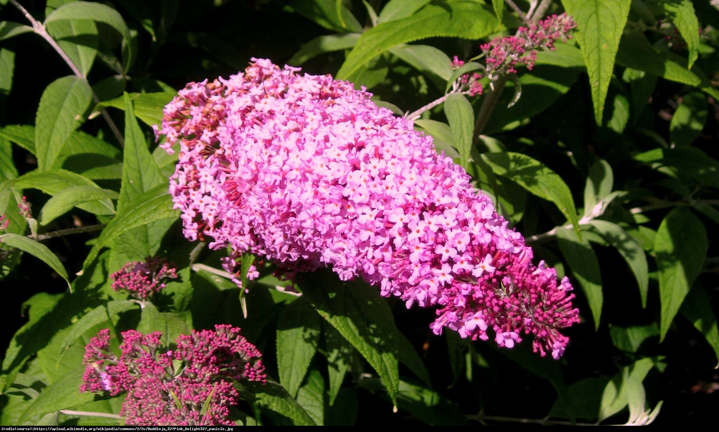 Budleja Dawida  Pink Delight  - Budleja Davidii  Pink Delight  