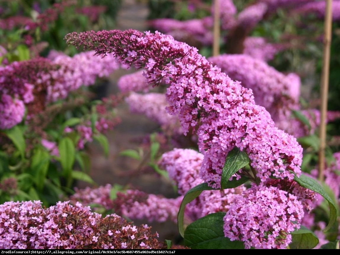 Budleja Dawida  Pink Delight  - Budleja Davidii  Pink Delight  