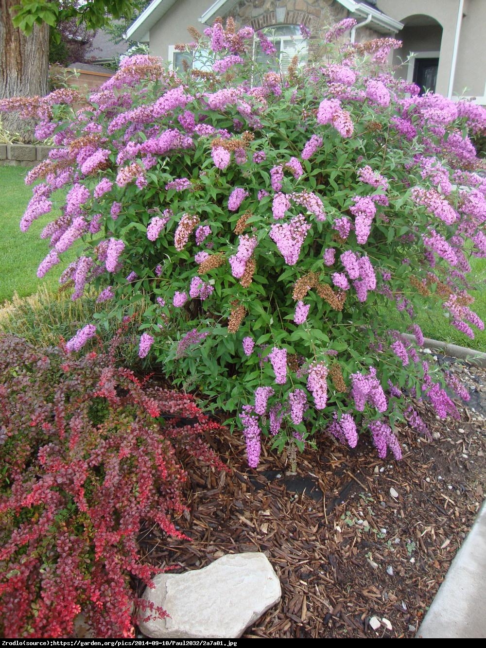 Budleja Dawida  Pink Delight  - Budleja Davidii  Pink Delight  