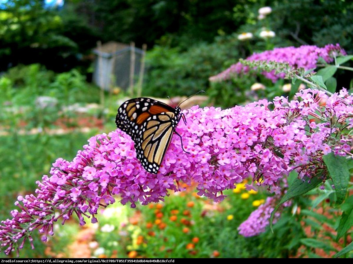 Budleja Dawida  Pink Delight  - Budleja Davidii  Pink Delight  