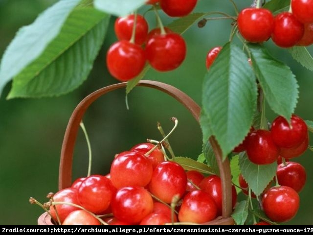 Czereśnio-wiśnia KRÓLOWA HORTENSJA - doskonały smak, NIEZAWODNA!!! - Prunus cerasus HORTENSJA