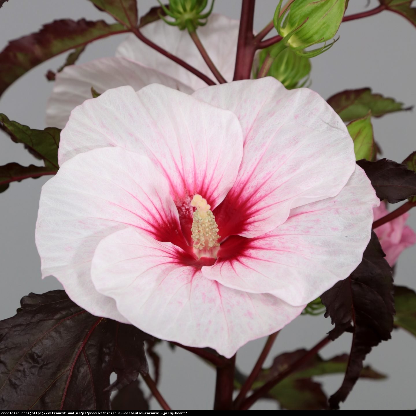 Hibiskus bagienny XXL  CAROUSEL JOLLY HEART - zielono-fioletowe liście, OGROMNE KWIATY!!! - Hibiscus moscheutos  XXL Carousel Jolly Heart