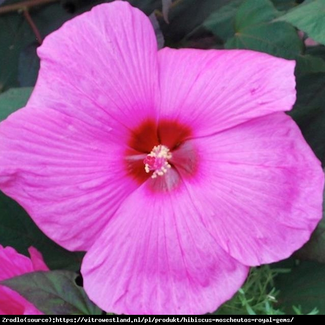 Hibiskus bagienny XXL ROYAL GEMS - KWIAT 25 cm średnicy!!! - Hibiscus moscheutos XXL  Royal Gems