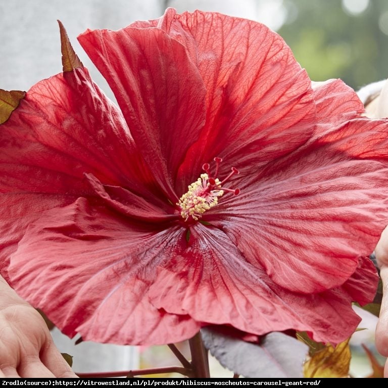 Hibiskus bagienny XXL  CAROUSEL  GEANT RED - zielono-fioletowe liście, OGROMNE KWIATY!!! - Hibiscus moscheutos XXL  Carousel Geant Red