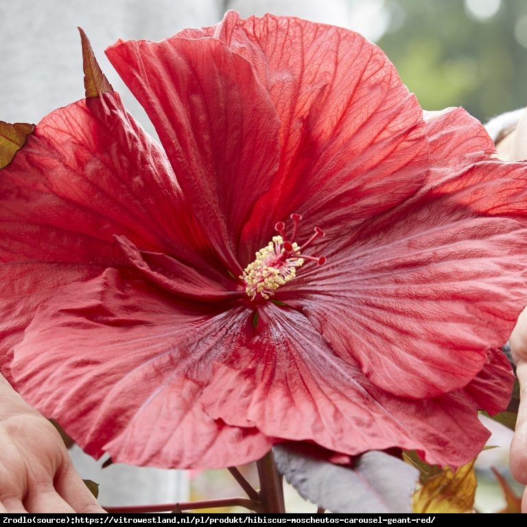 Hibiskus bagienny XXL  CAROUSEL  GEANT RED - zielono-fioletowe liście, OGROMNE KWIATY!!! - Hibiscus moscheutos XXL  Carousel Geant Red