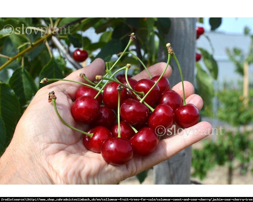 Wiśnia kolumnowa JACHIM - NOWOŚĆ, duży owoc!!! - Prunus Jachim