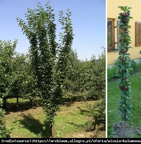 Wiśnia kolumnowa JACHIM - NOWOŚĆ, duży owoc!!! - Prunus Jachim