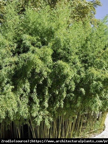 Bambus ogrodowy - MROZOODPORNY, soczysta zieleń, UNIKATOWY ŻYWOPŁOT!!! - Phyllostachys bissetii