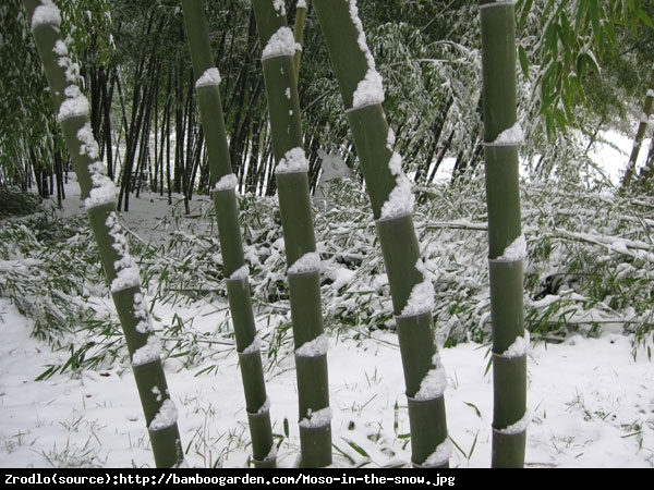Bambus ogrodowy - MROZOODPORNY, soczysta zieleń, UNIKATOWY ŻYWOPŁOT!!! - Phyllostachys bissetii