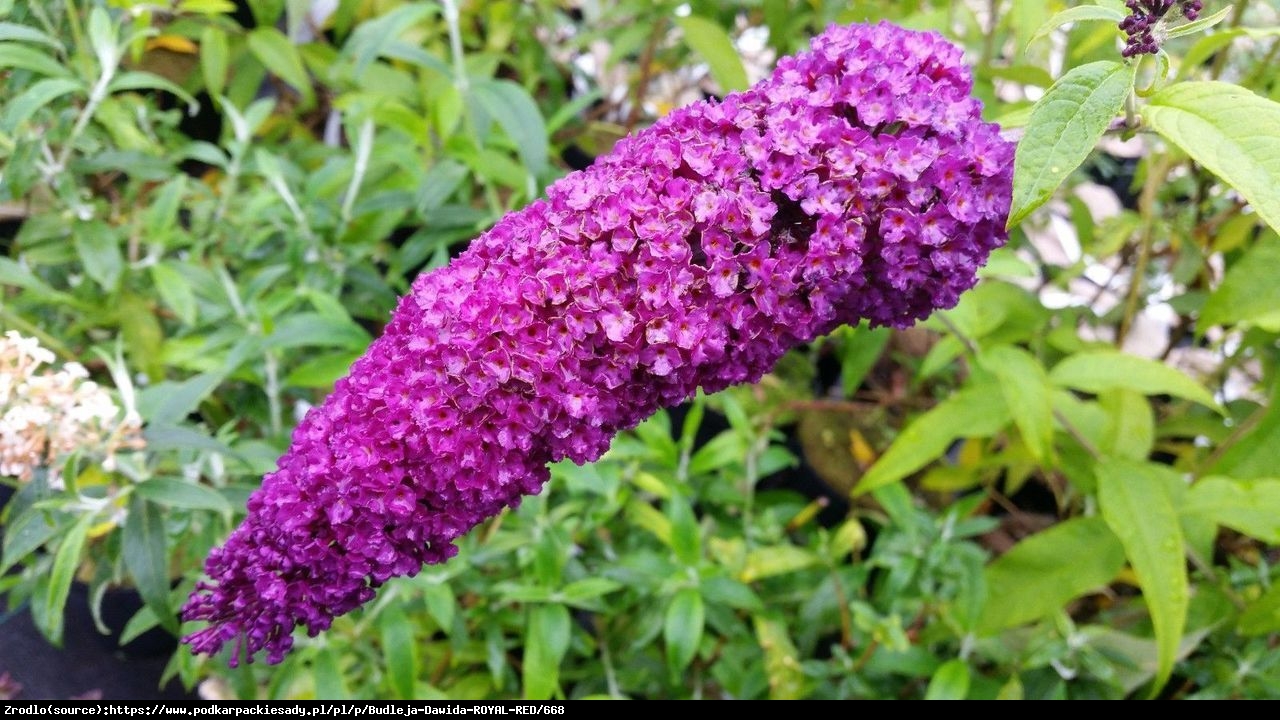 Budleja Dawida  Royal Red  - Buddleia davidii  Royal Red 