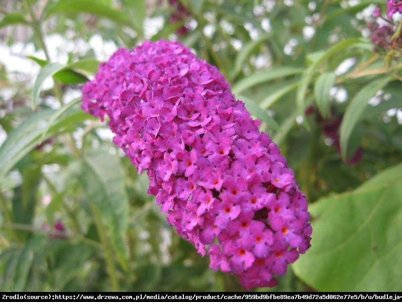 Budleja Dawida  Royal Red  - Buddleia davidii  Royal Red 