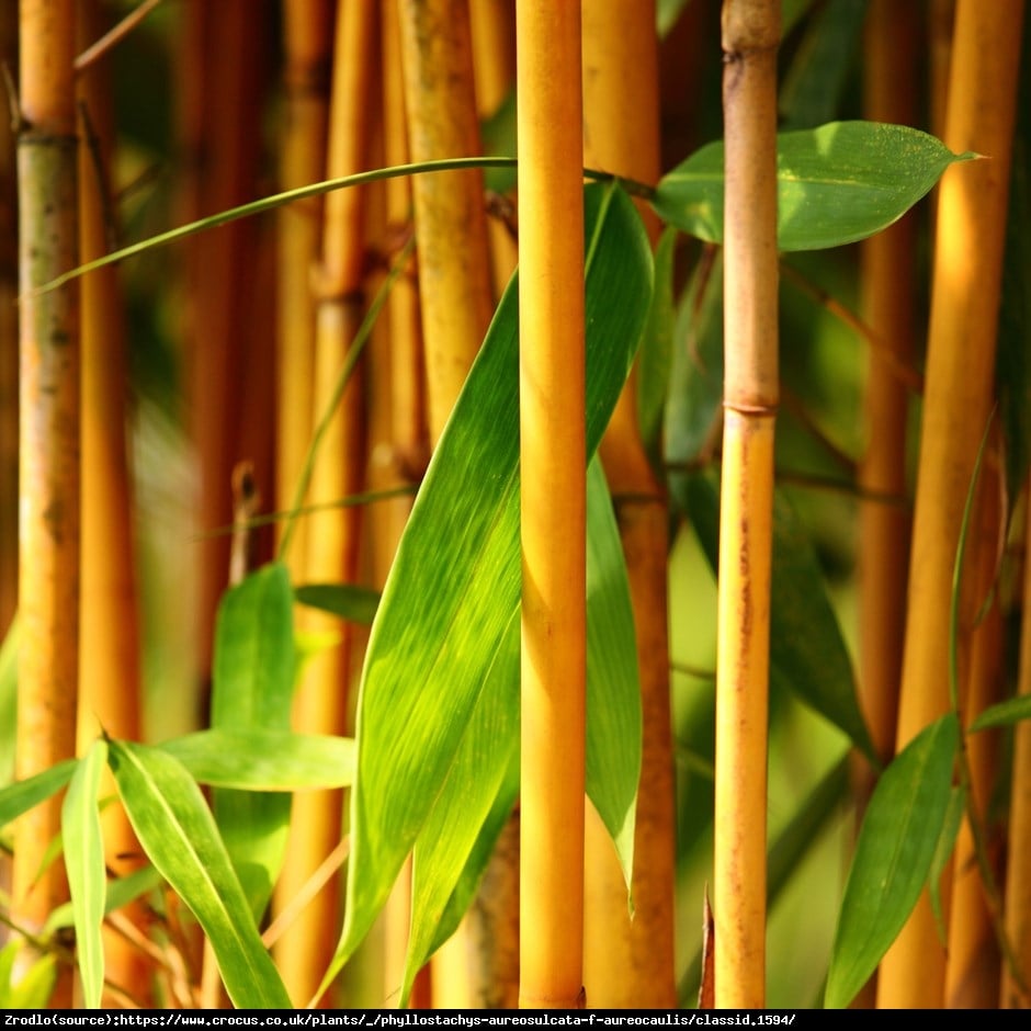 Bambus ogrodowy - ZŁOTO - ŻÓŁTE łodygi, MROZOODPORNY!!! - Phyllostachys aureosulcata ‘Aureocaulis’