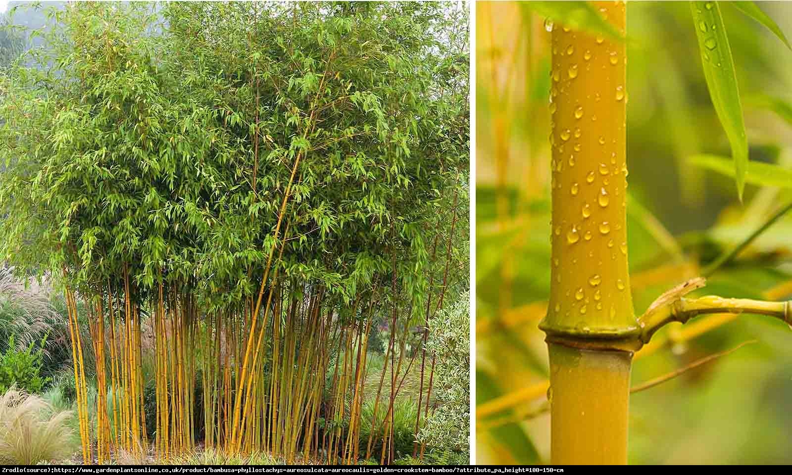 Bambus ogrodowy - ZŁOTO - ŻÓŁTE łodygi, MROZOODPORNY!!! - Phyllostachys aureosulcata ‘Aureocaulis’
