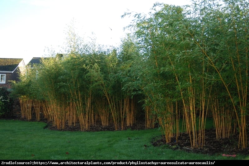 Bambus ogrodowy - ZŁOTO - ŻÓŁTE łodygi, MROZOODPORNY!!! - Phyllostachys aureosulcata ‘Aureocaulis’