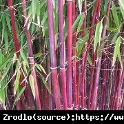 Bambus ogrodowy ASIAN WONDER - czerwone pędy, MROZOODPORNY, Rarytas!!! - Fargesia scabrida Asian Wonder