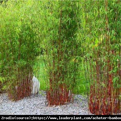 Bambus ogrodowy ASIAN WONDER - czerwone pędy, MROZOODPORNY, Rarytas!!! - Fargesia scabrida Asian Wonder
