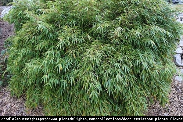 Bambus ogrodowy - soczysta zieleń, MROZOODPORNY, nieinwazyjny!!! - Fargesia rufa Fargesia rdzawa