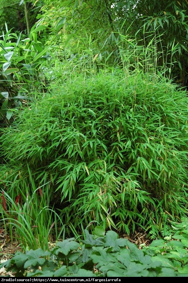 Bambus ogrodowy - soczysta zieleń, MROZOODPORNY, nieinwazyjny!!! - Fargesia rufa Fargesia rdzawa