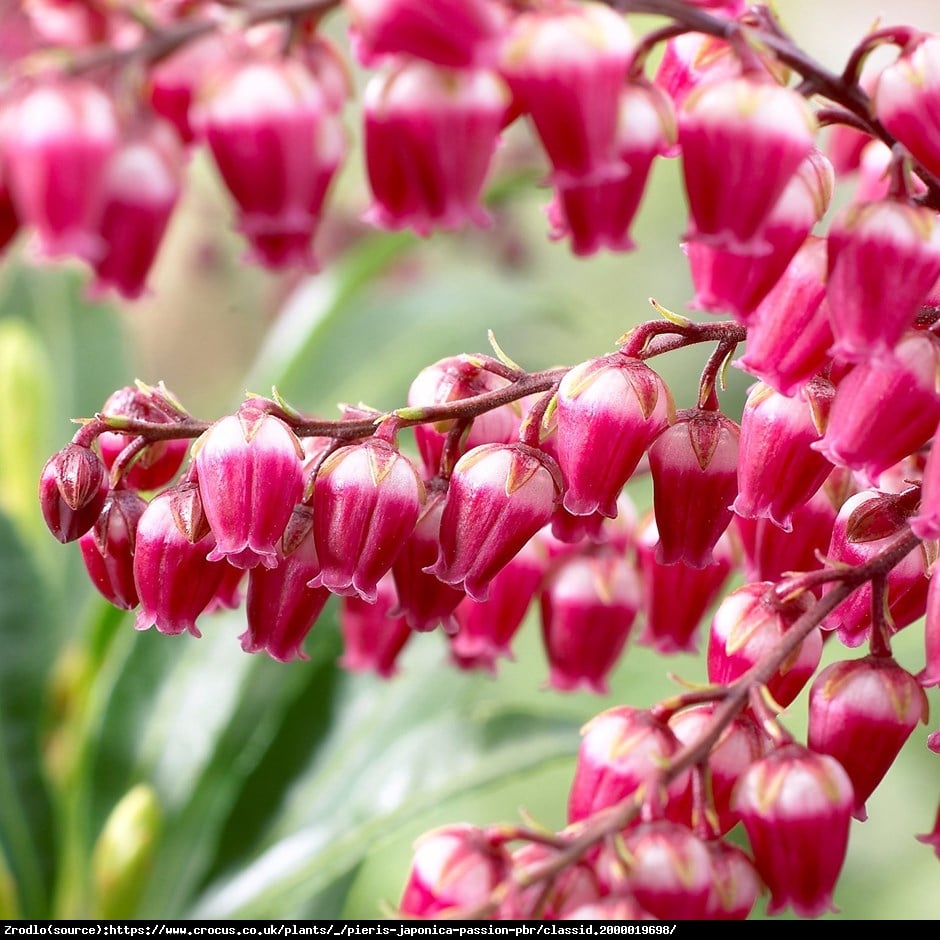 Pieris japoński PASSION - BURGUNDOWE DZWONECZKI, RARYTAS!!! - Pieris japonica PASSION