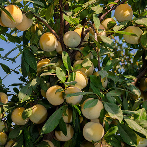 Śliwo-morela  Flavour Queen - OWOCE SŁODKIE JAK MIÓD!!! - Prunus sp. Flavour Queen