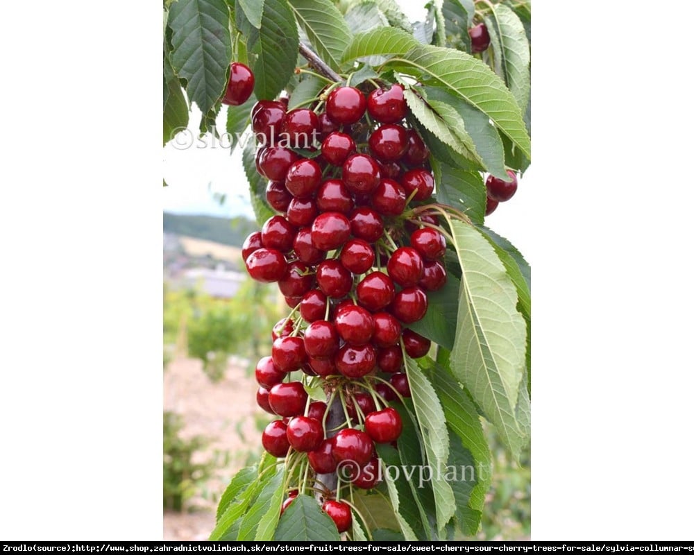 Czereśnia kolumnowa SYLWIA - Wczesna, ODPORNA NA PĘKANIE, samopylna - Prunus avium Sylwia