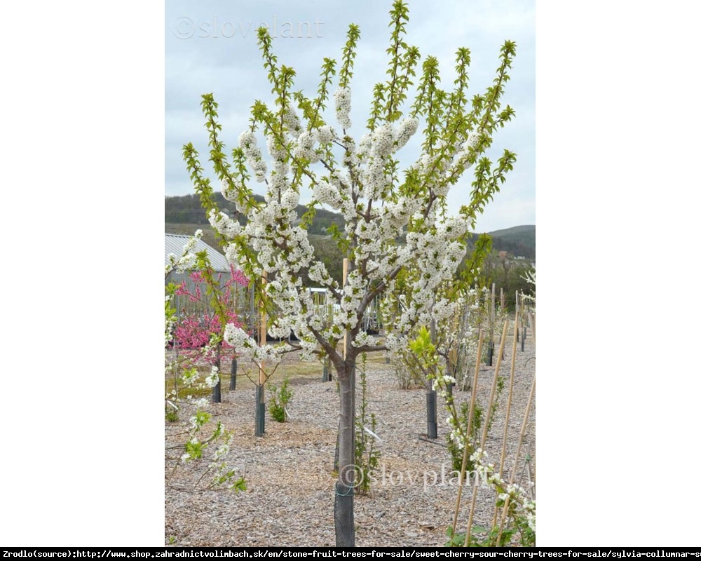 Czereśnia kolumnowa SYLWIA - Wczesna, ODPORNA NA PĘKANIE, samopylna - Prunus avium Sylwia