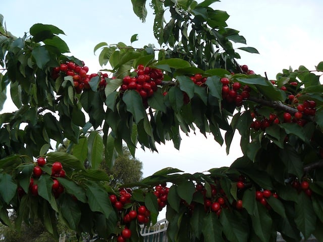 Czereśnia kolumnowa SIMONE - samopylna, OGROMNE OWOCE - Prunus avium SIMONE