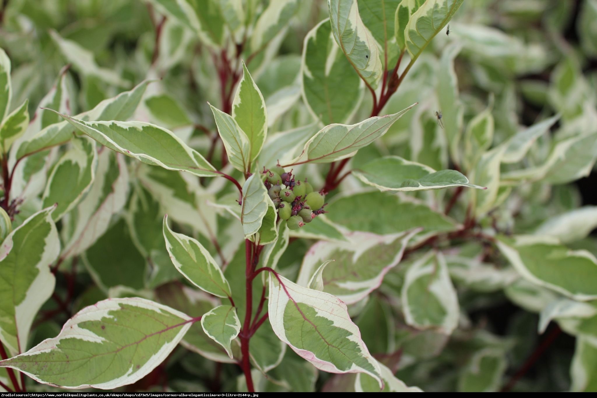 Dereń biały  Elegantissima  - Cornus alba Elegantissima 