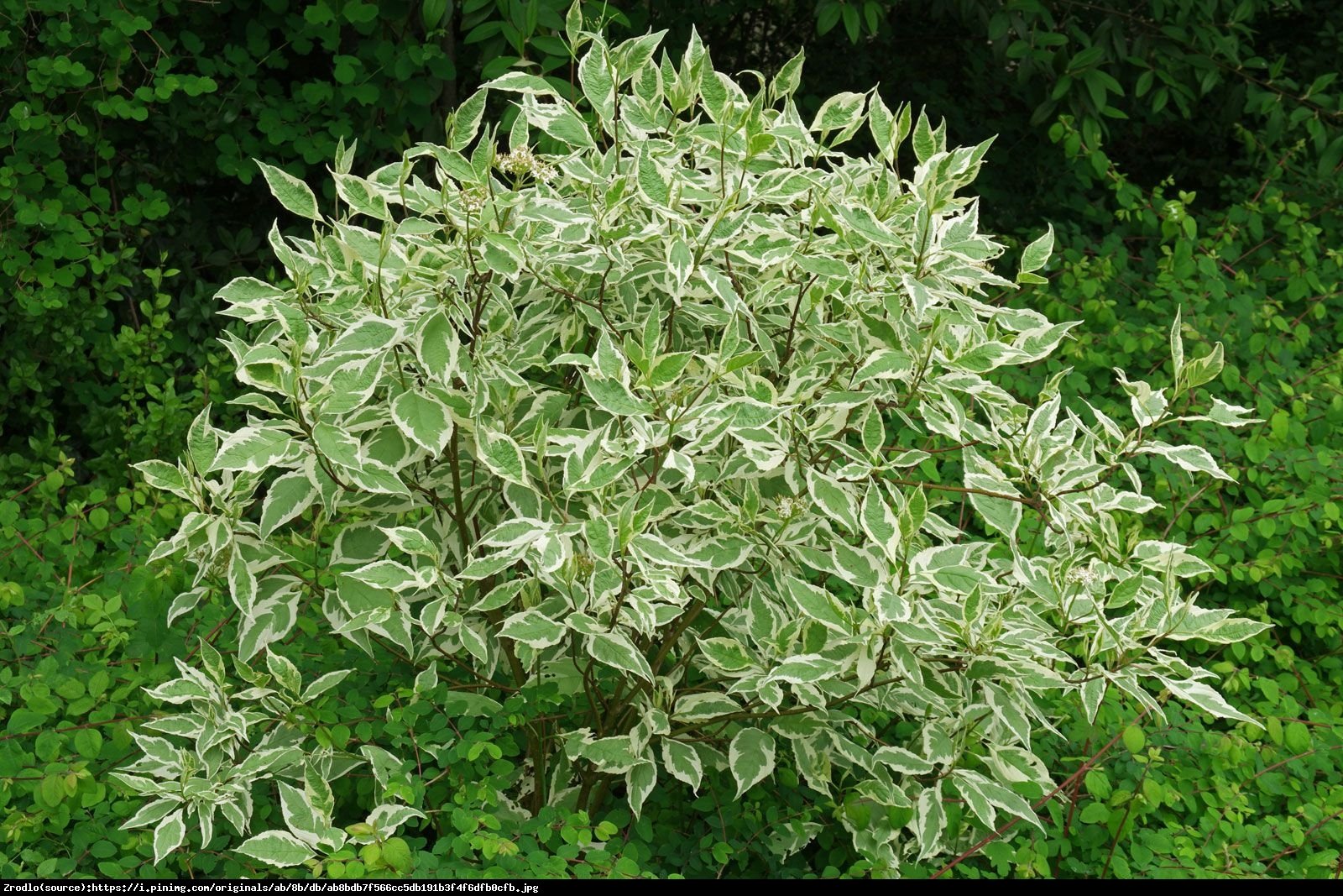 Dereń biały  Elegantissima  - Cornus alba Elegantissima 