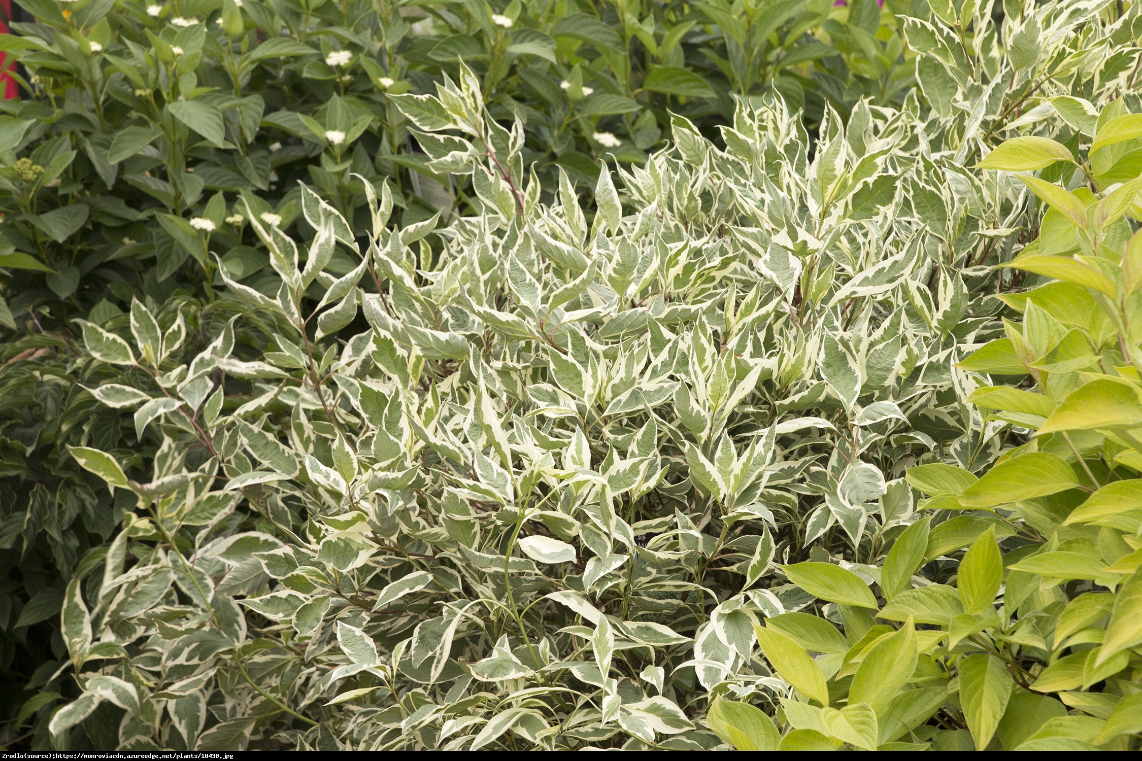 Dereń biały  Elegantissima  - Cornus alba Elegantissima 