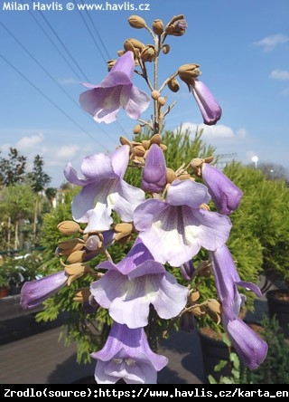 Paulownia Fortunea  Fast blue 'Minifast' -  nowa odmiana, szybko zakwita!!! - Paulownia fortunei Cesarskie Drzewo Szczęścia