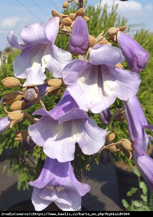 Paulownia Fortunea  Fast blue 'Minifast' -  nowa odmiana, szybko zakwita!!! - Paulownia fortunei Cesarskie Drzewo Szczęścia