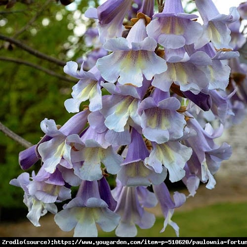 Paulownia Fortunea  Fast blue 'Minifast' -  nowa odmiana, szybko zakwita!!! - Paulownia fortunei Cesarskie Drzewo Szczęścia