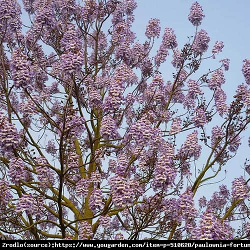 Paulownia Fortunea  Fast blue 'Minifast' -  nowa odmiana, szybko zakwita!!! - Paulownia fortunei Cesarskie Drzewo Szczęścia