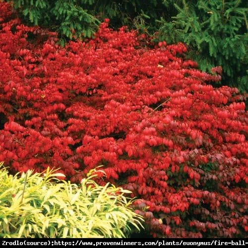 Trzmielina oskrzydlona Fireball - PŁONĄCY KRZEW, UNIKAT - Euonymus alatus Fireball