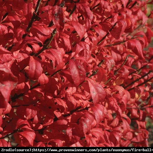 Trzmielina oskrzydlona Fireball - PŁONĄCY KRZEW, UNIKAT - Euonymus alatus Fireball